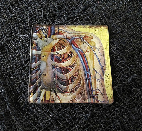 Lungs and Ribs Anatomy Glass Tray