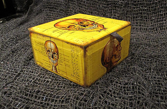 Skull Anatomy Keepsake Box