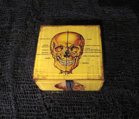 Skull Anatomy Keepsake Box